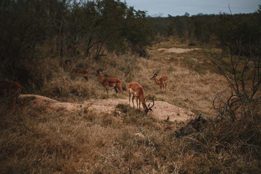 a herd of deer standing on top of a dry grass field