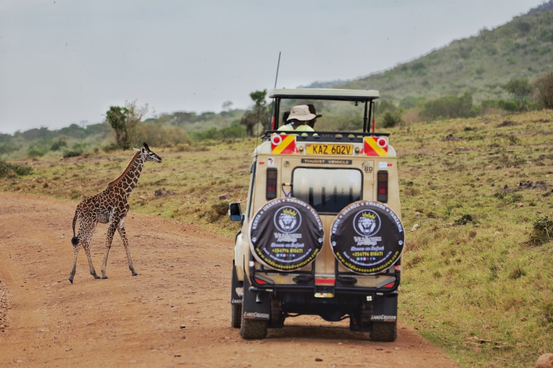 Giraffe crosses road near safari vehicle