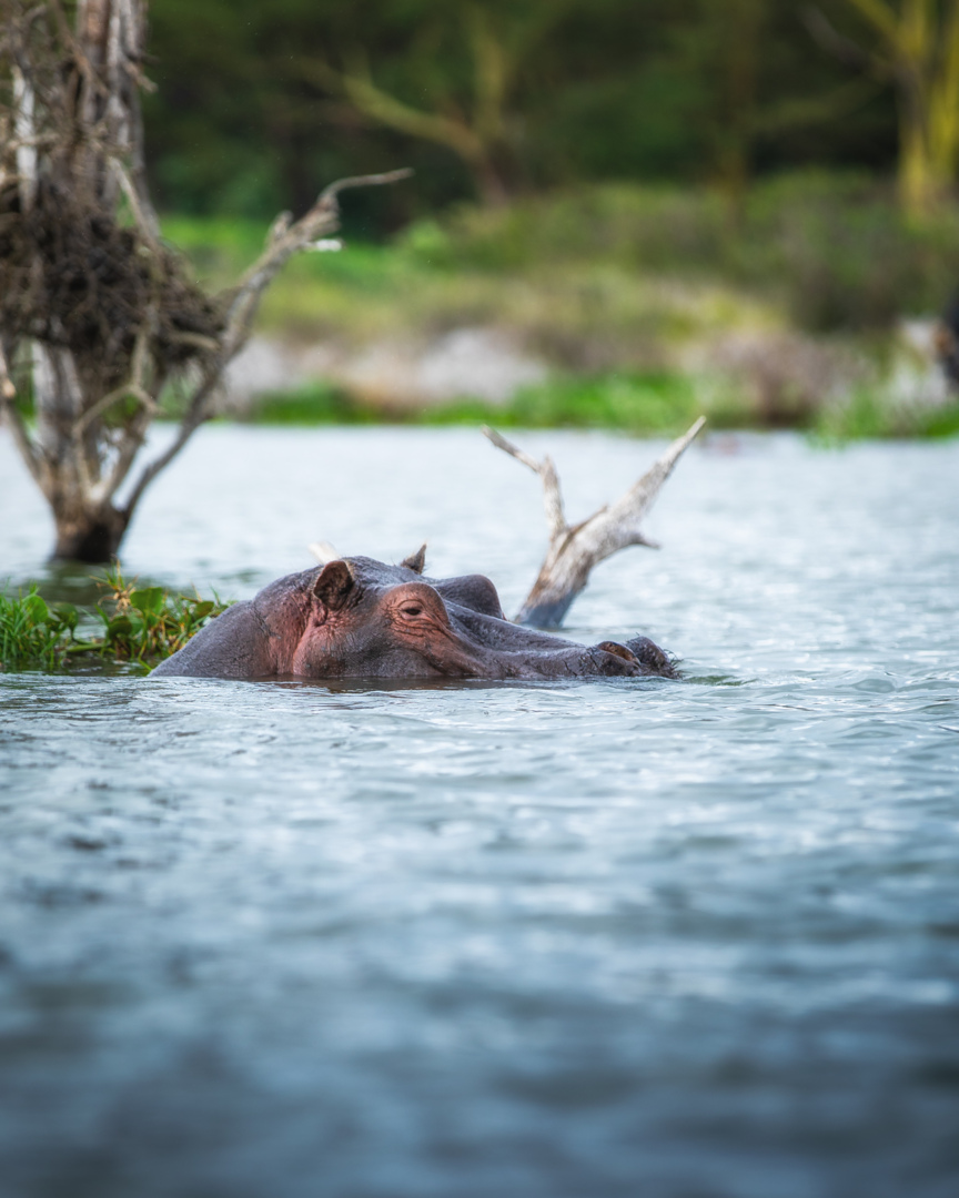 7-Day Kenya Budget Safari: Masai Mara to Amboseli