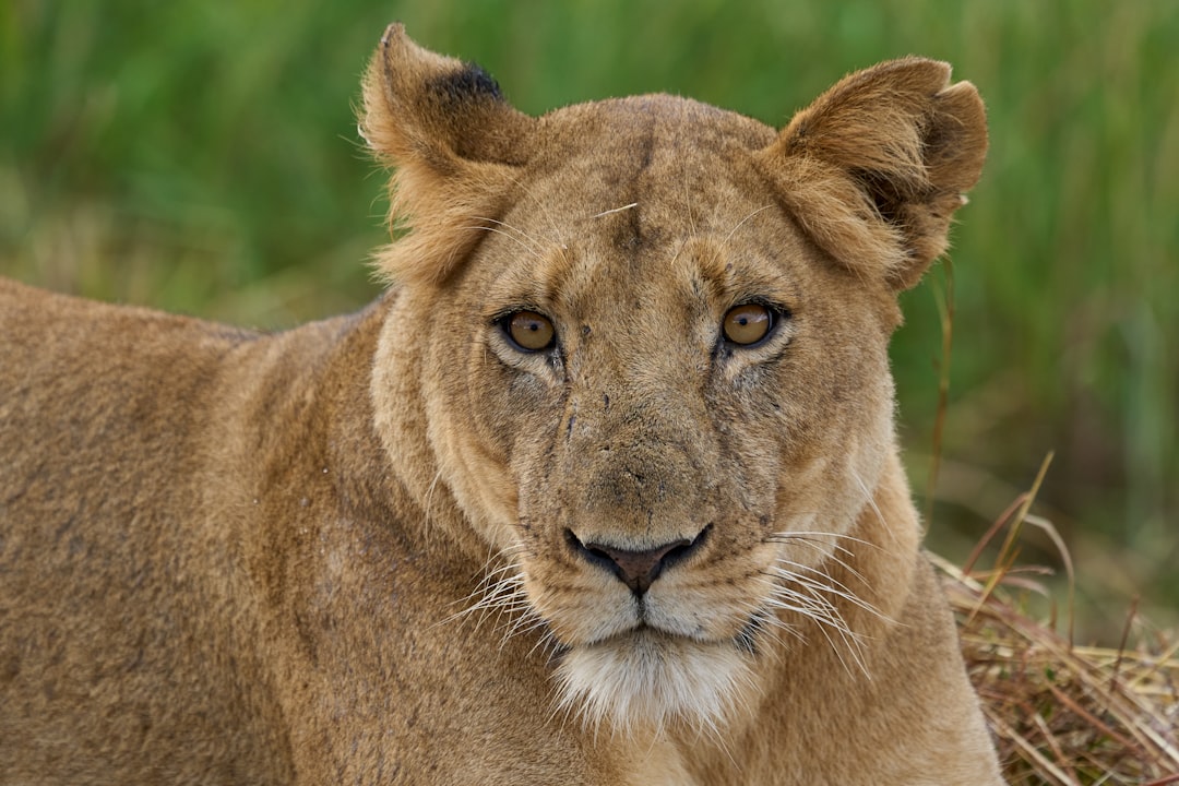 A lioness is looking directly at the viewer.