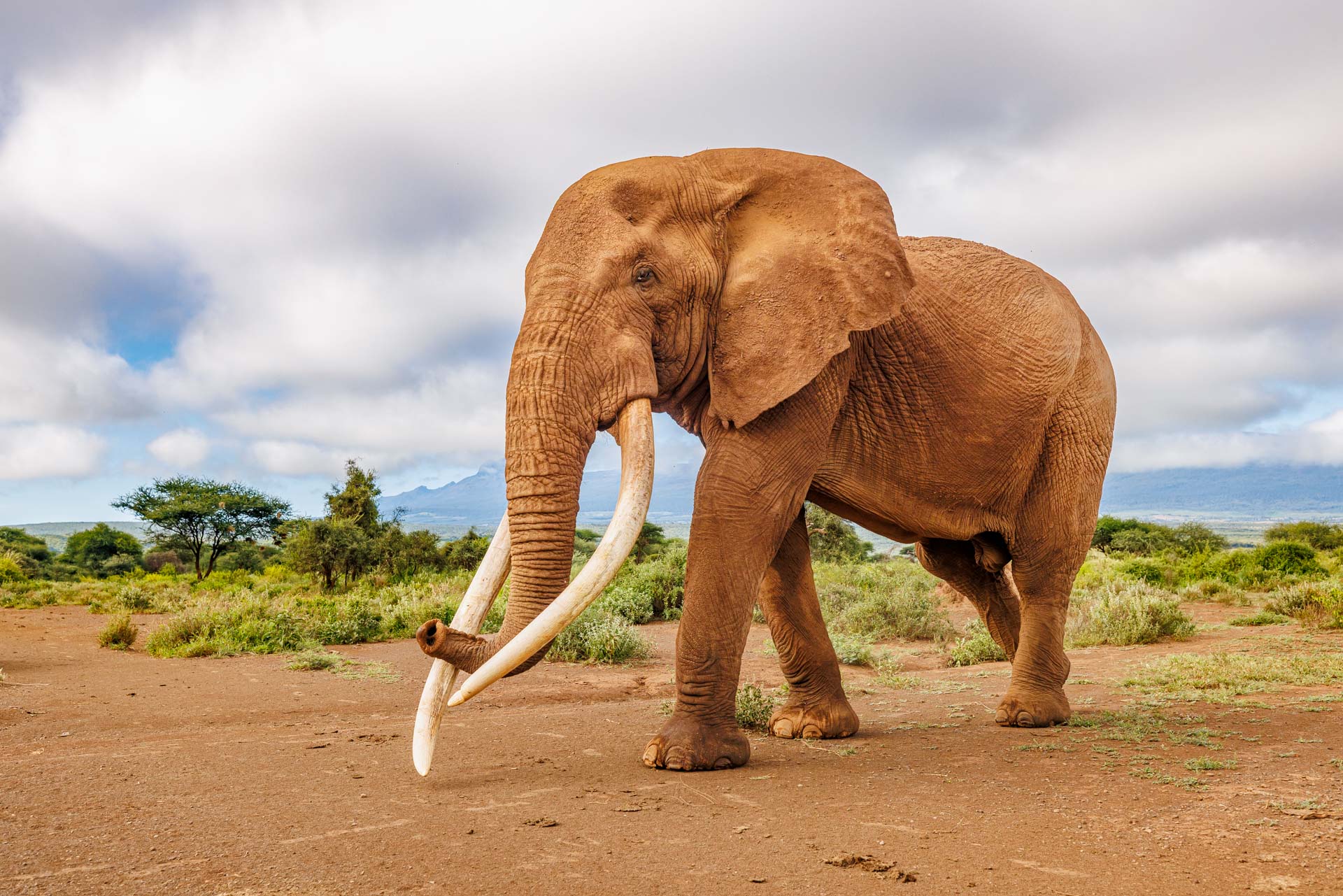 3-Day Kenya Amboseli Lodge Safari