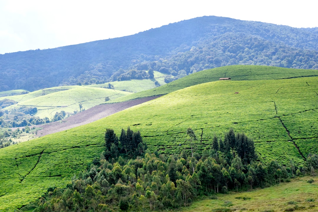 a lush green hillside covered in lots of trees