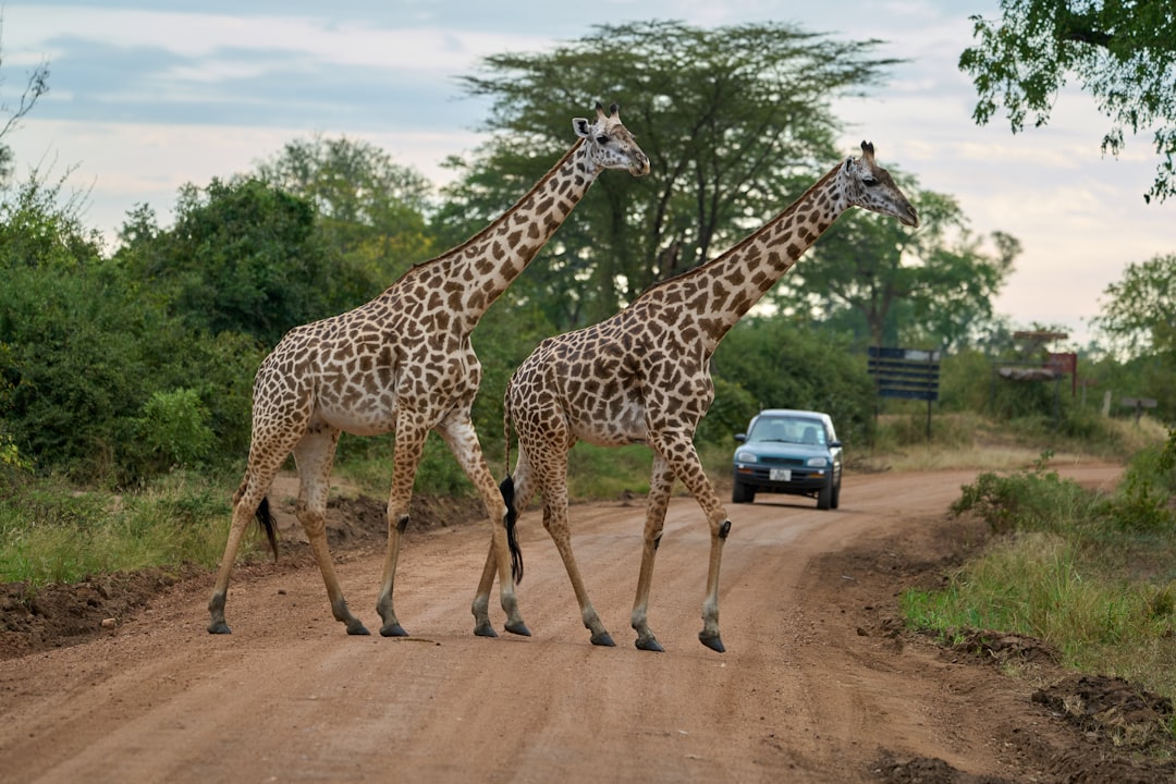 Two giraffes cross the dirt road with a car.