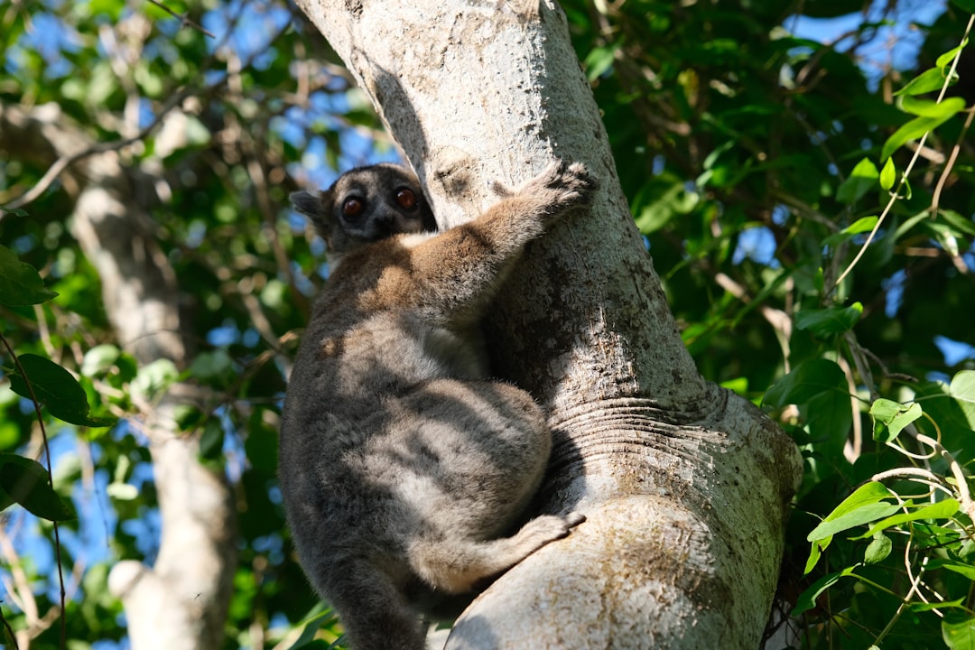 A lemur clings to a tree trunk.
