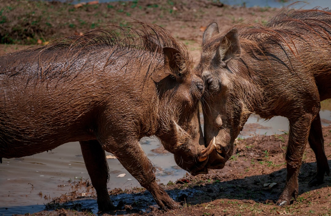 Two warthogs sparring with tusks near water