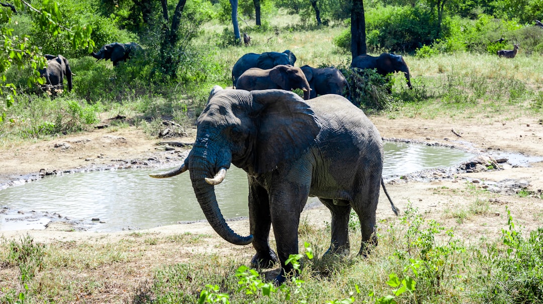 a herd of elephants walking across a lush green field