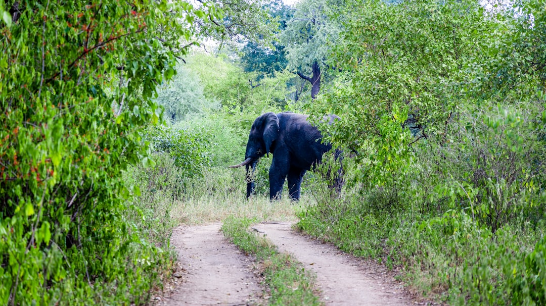 an elephant is walking through the brush