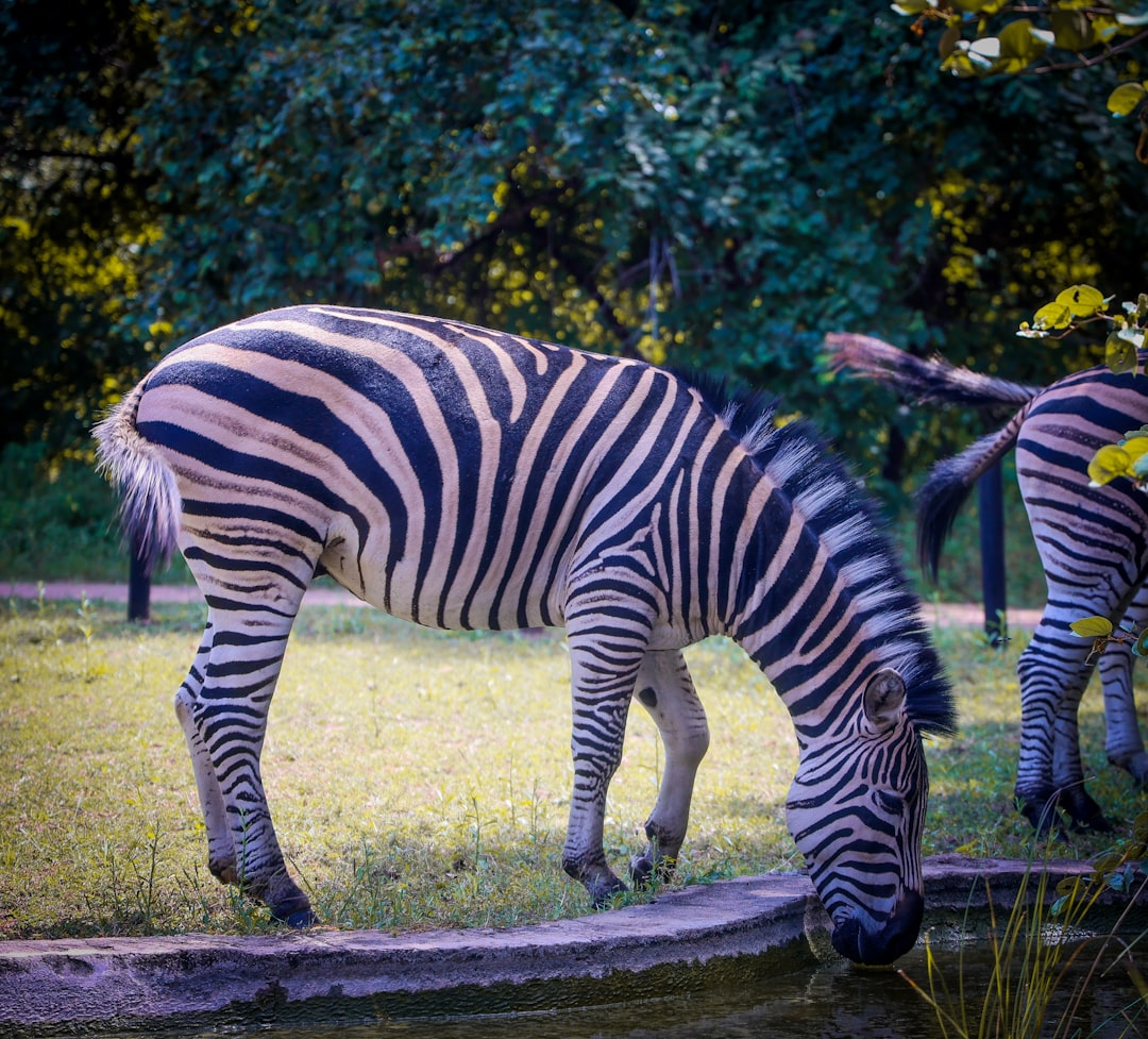 A zebra drinks water from a pond in a park.