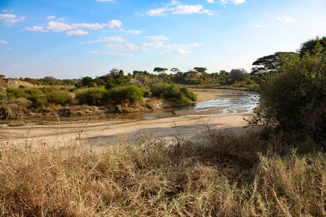 Dry grassy landscape with trees and a dusty road