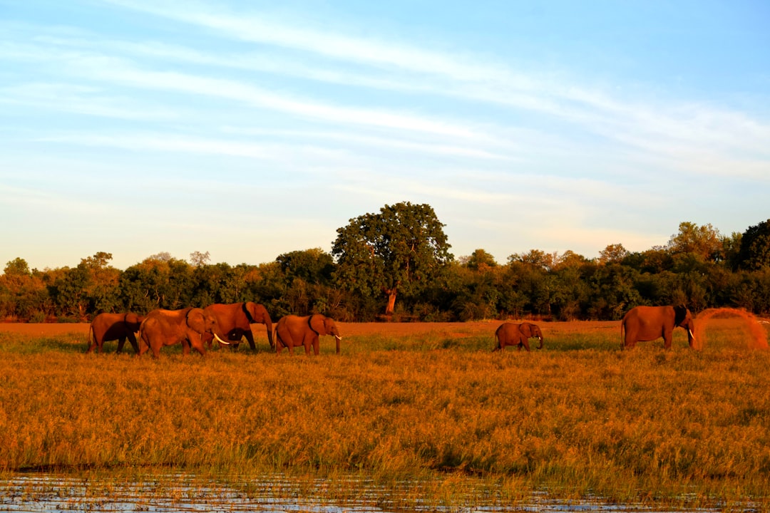 A herd of horses grazing on a lush green field