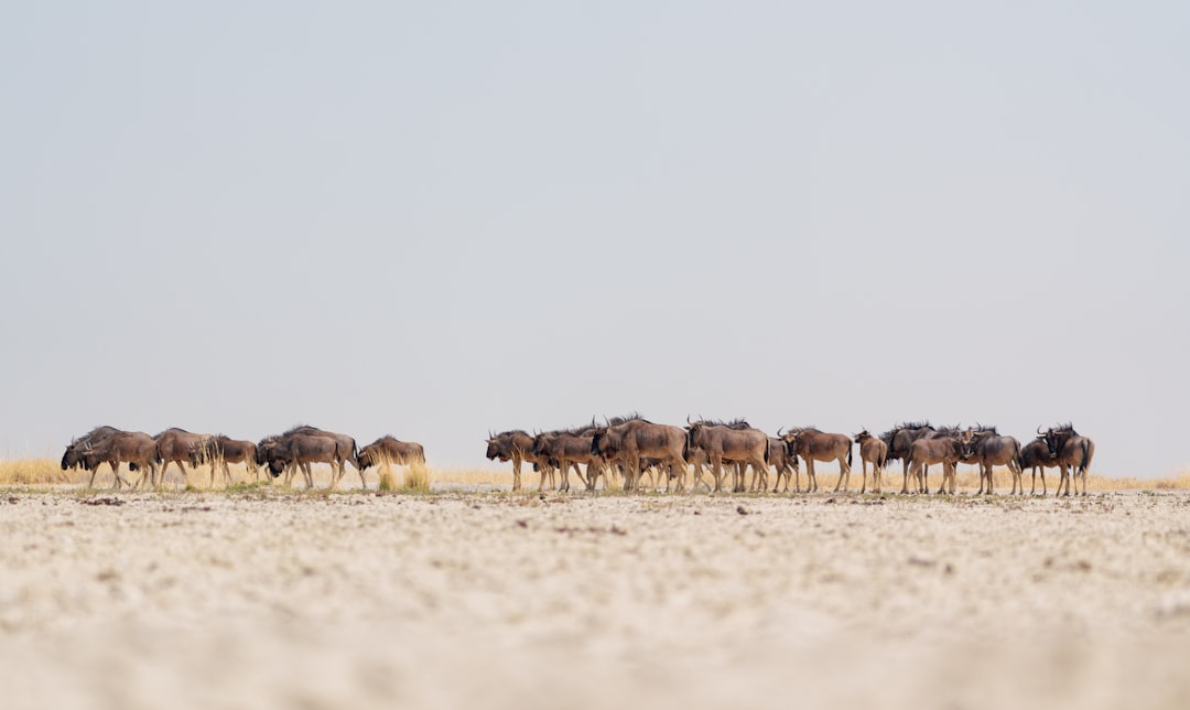 Herd of wildebeest walking across dry savanna landscape