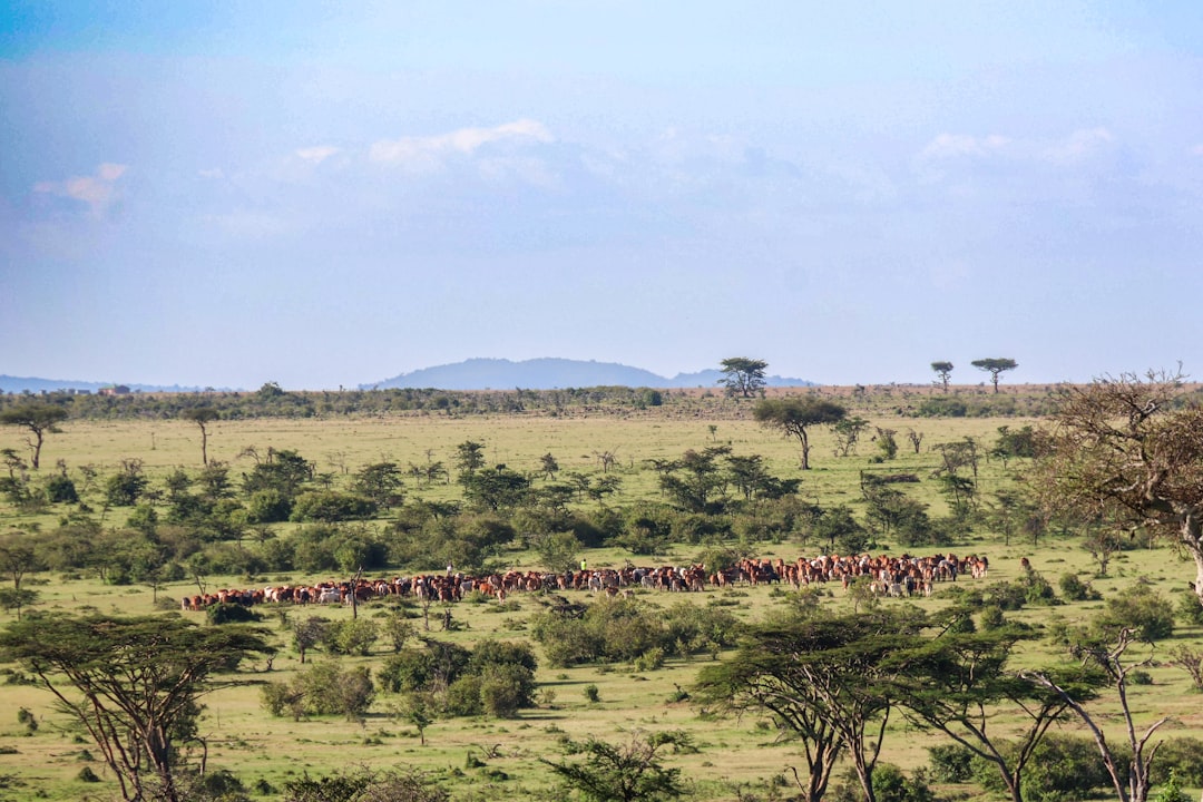 a herd of animals walking across a lush green field