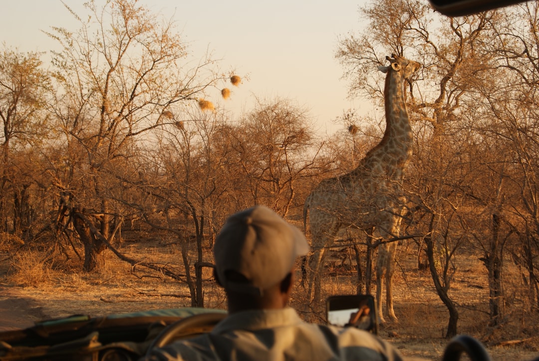 girafe devant des arbres dénudés en journée