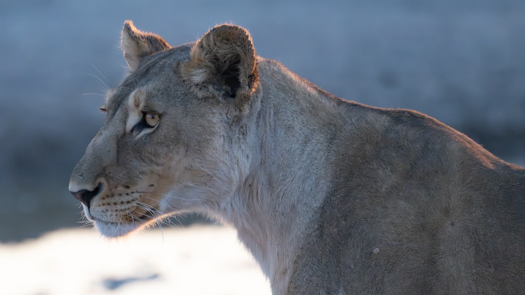 A close up of a lion on a sunny day
