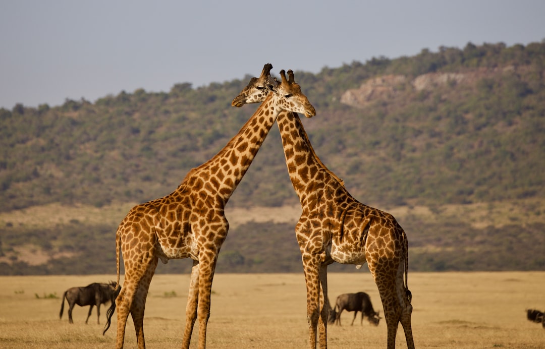 giraffa marrone e nera in piedi sulla sabbia marrone durante il giorno