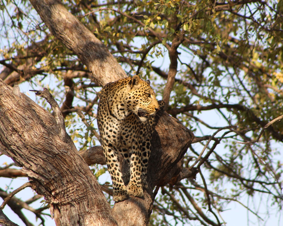 A leopard sitting on top of a tree branch