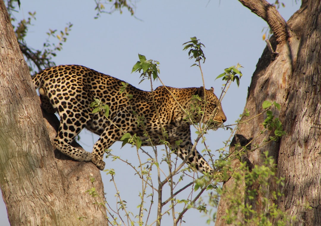 A leopard walking up a tree branch in the wild