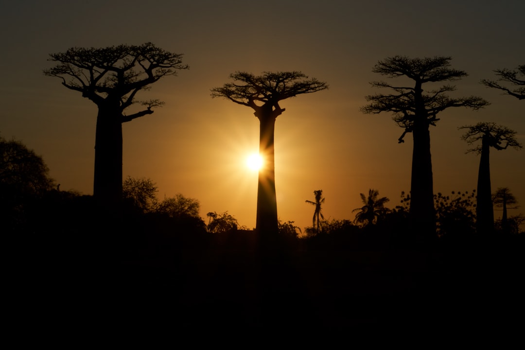 sagome di alberi durante il tramonto