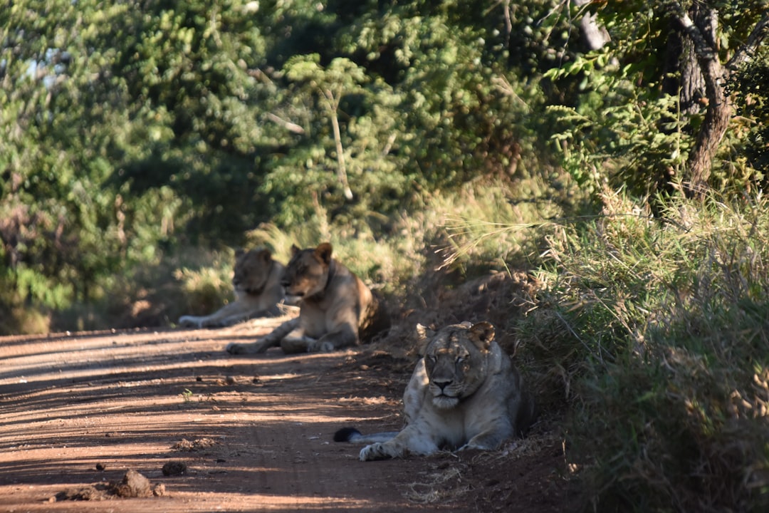 Three lions resting on a sunny dirt road.