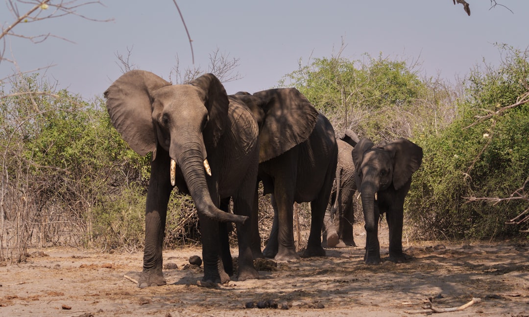 A herd of elephants walking in a dry, dusty savanna.