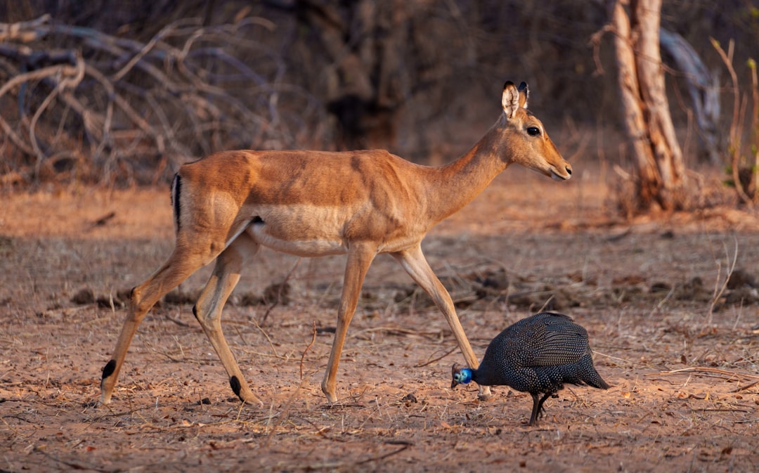 An antelope and a guinea fowl walk on dry ground.