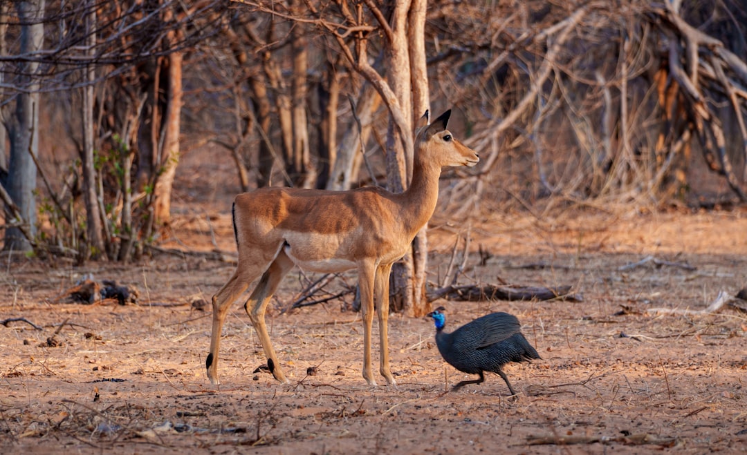 Impala and guinea fowl in dry brush