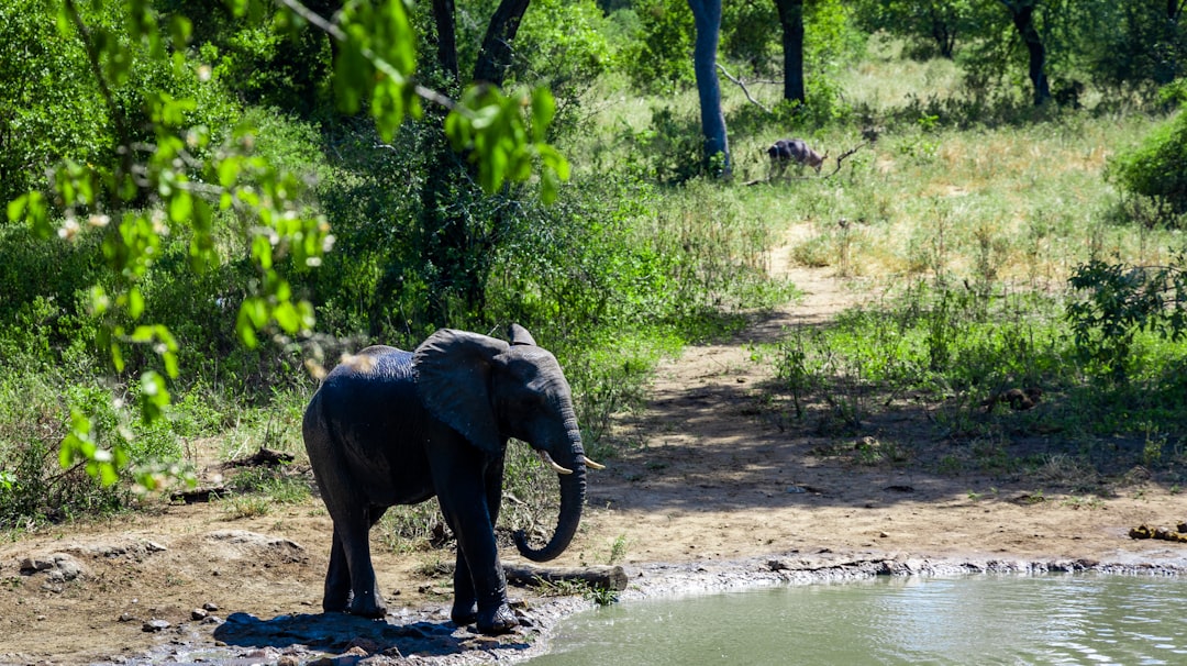 a small elephant standing next to a body of water