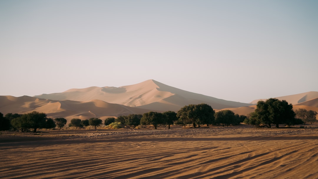 Desert landscape with sand dunes and scattered trees
