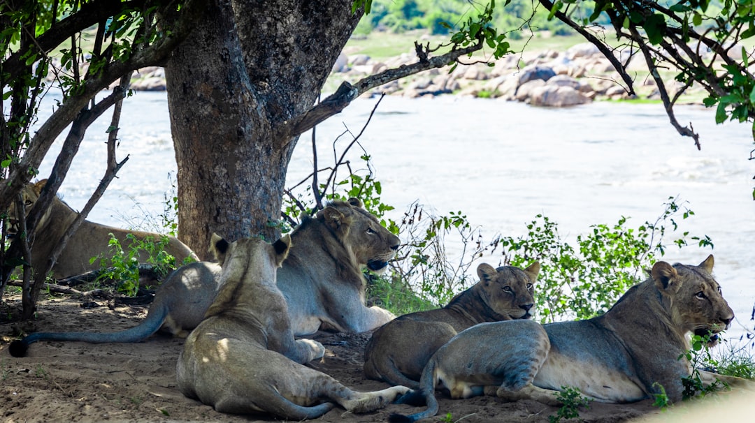 a group of lions sitting under a tree next to a river
