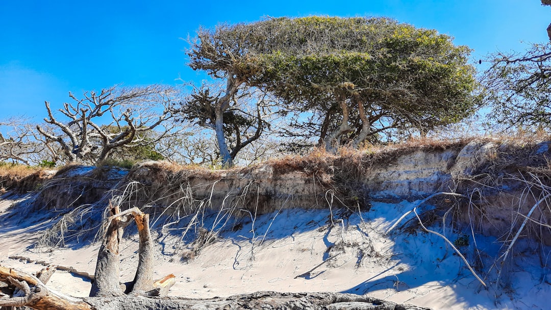 brown leafless tree on brown sand during daytime