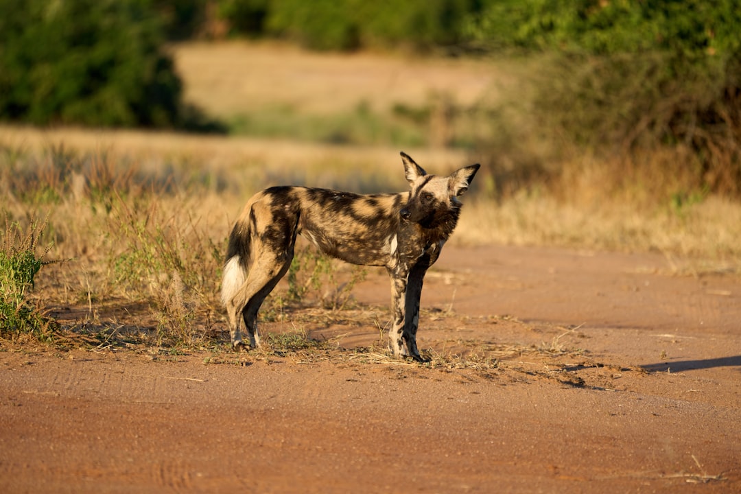 A wild dog stands in an african setting.