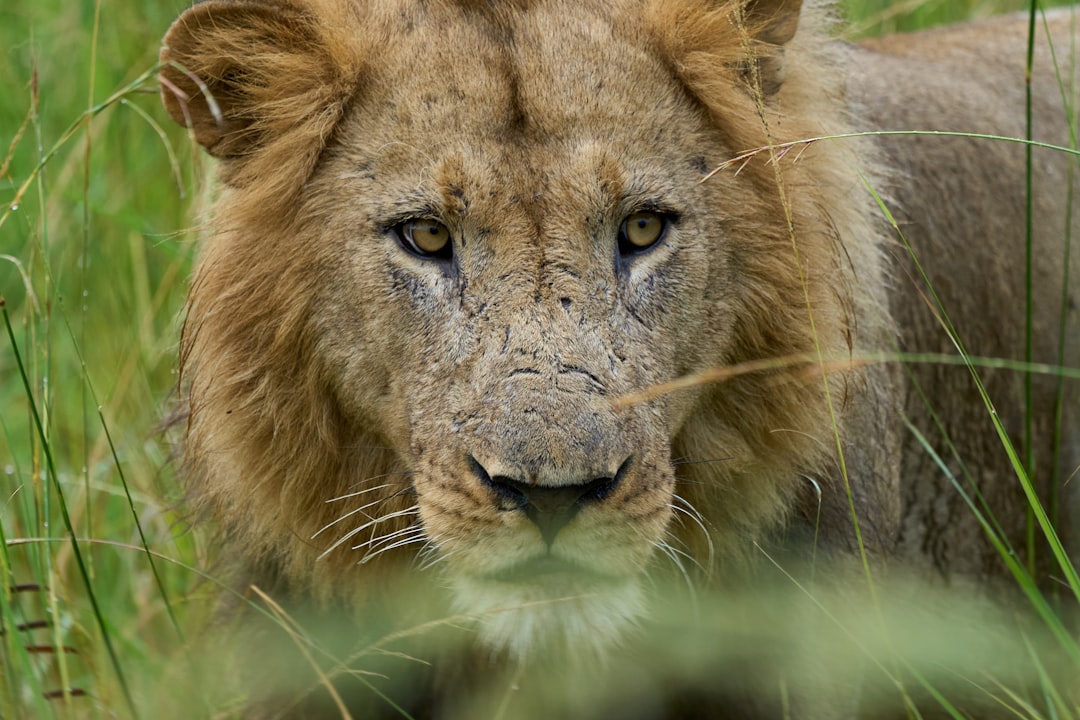 A majestic lion gazes directly at the viewer.