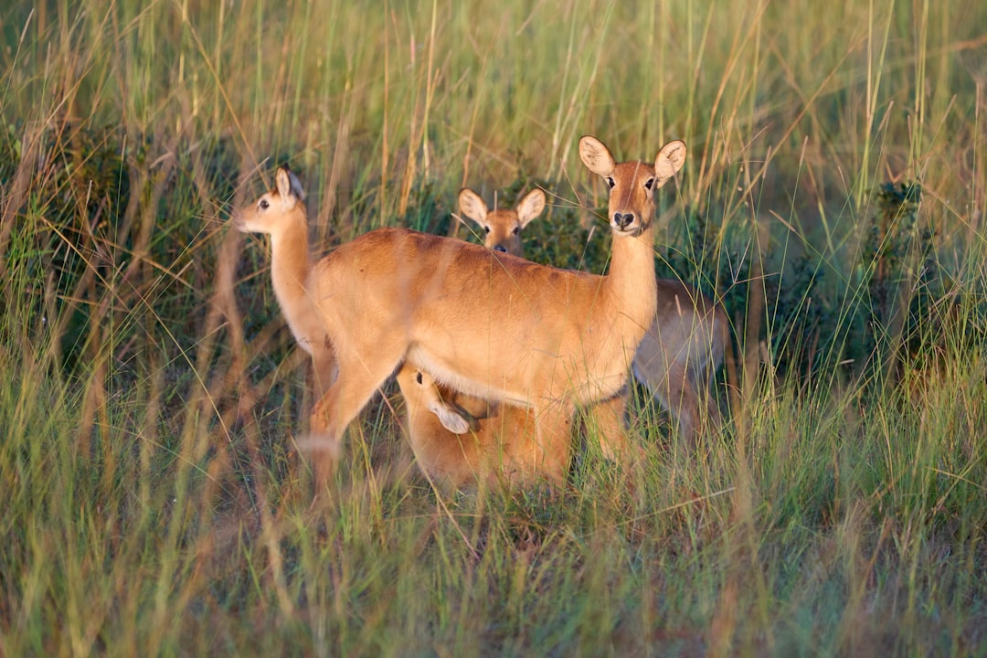Three reedbucks are standing in tall grass.