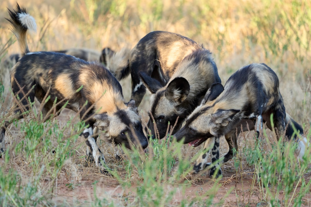 African wild dogs huddle together in the grass.