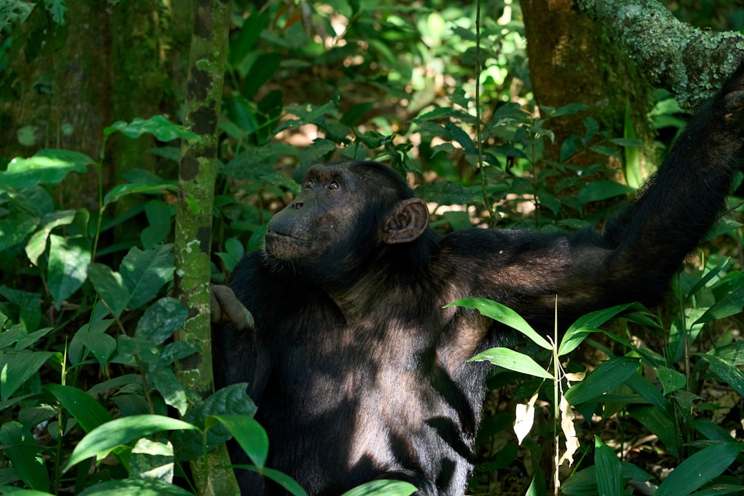 Ein Schimpanse sitzt zwischen üppigem grünem Laub in einem Wald.