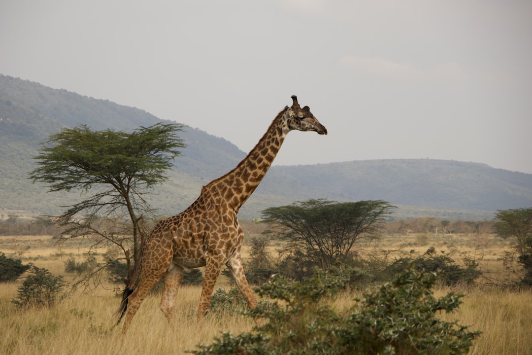 A giraffe is walking through a grassy field