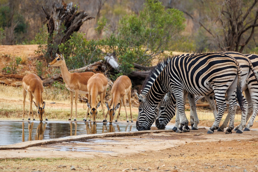 A herd of zebra drinking water from a pond