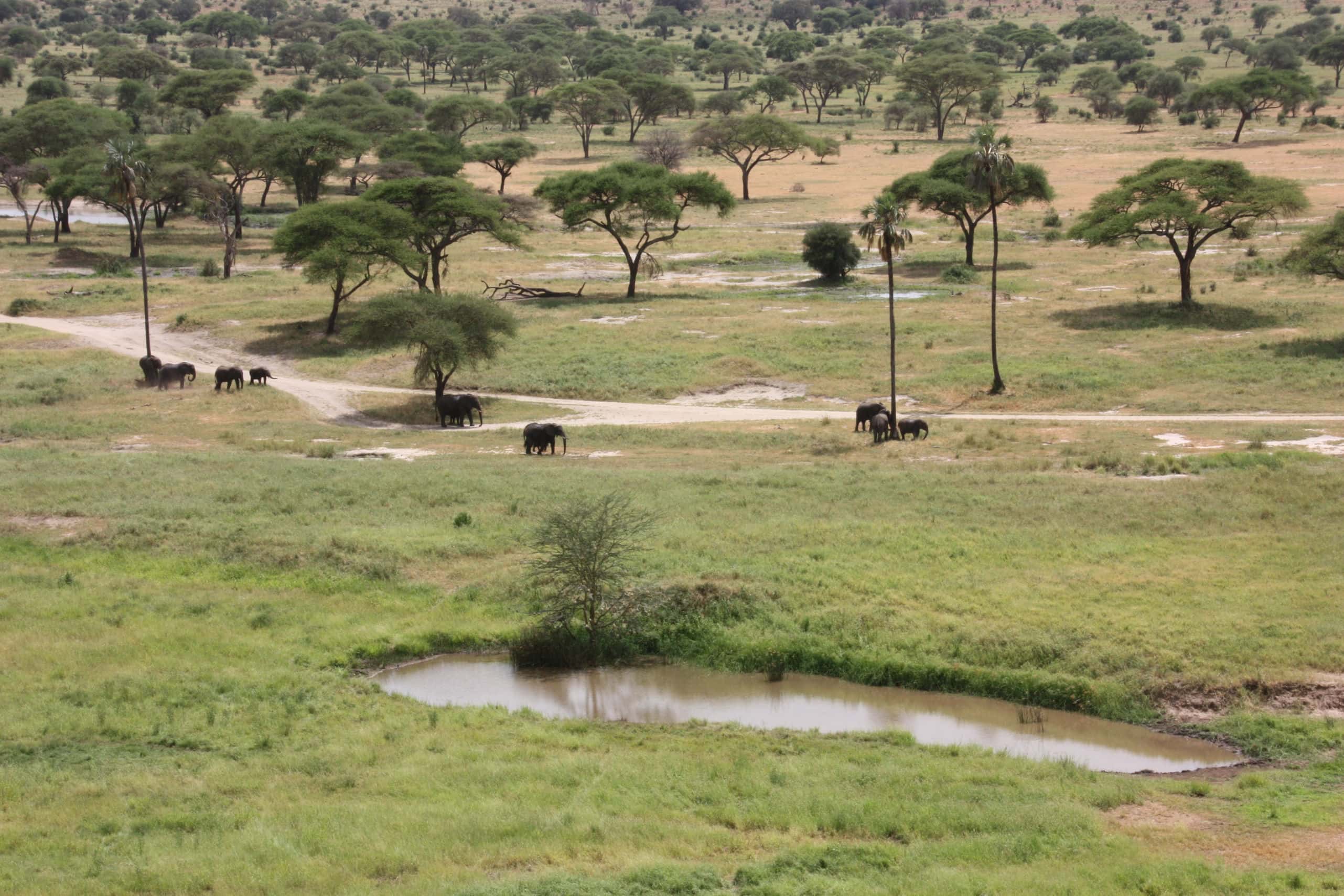 4-Day Fly-In Tanzania Safari: Tarangire, Serengeti & Ngorongoro