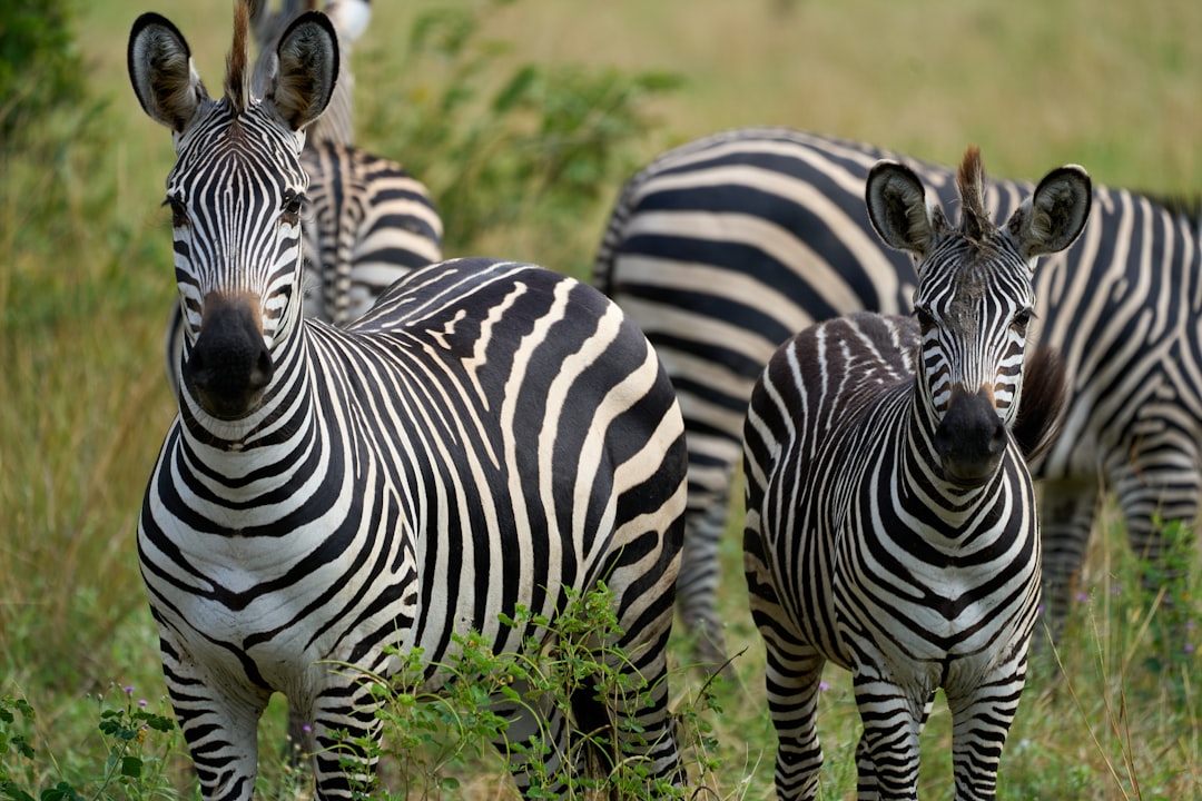 Zebras stehen gemeinsam auf einer grasbewachsenen Fläche.