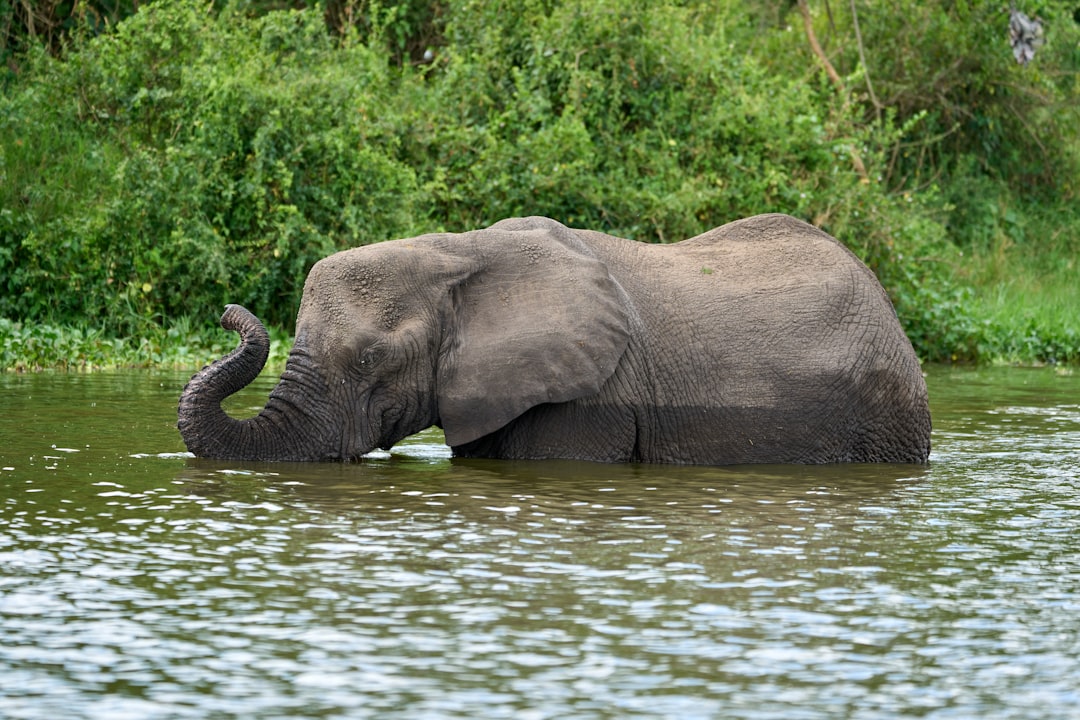 Elephant wading in water with lush green background.