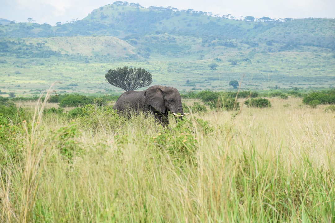 An elephant stands in a grassy savanna with hills beyond.