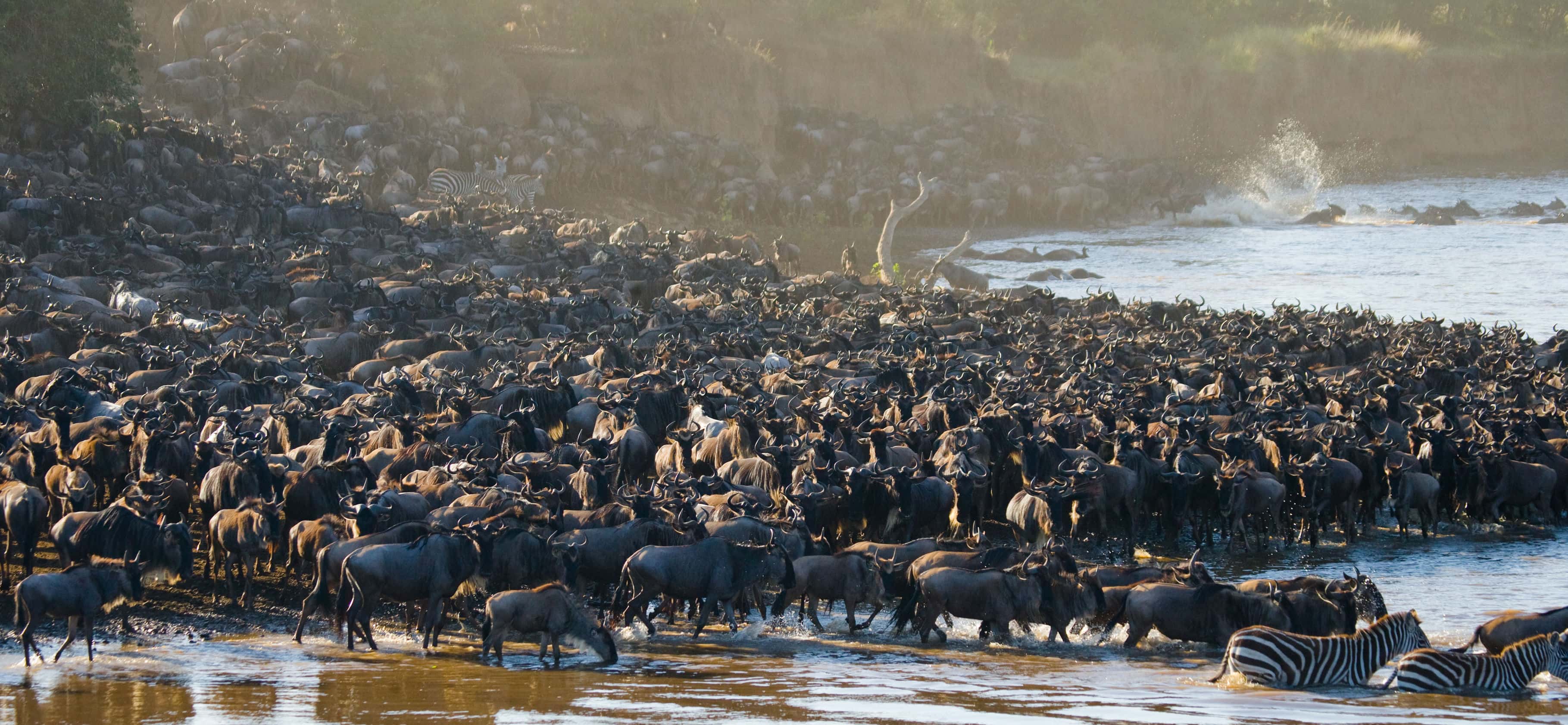 4-Day Private Kogatende Migration Safari: Northern Serengeti &