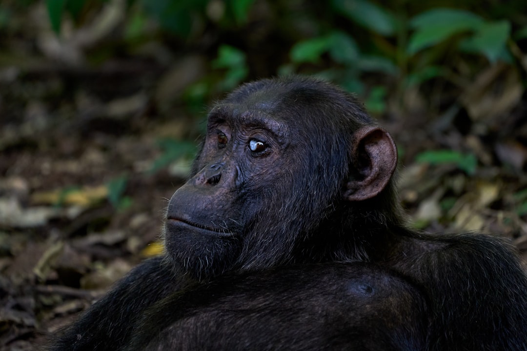 A chimpanzee looks thoughtfully into the distance in a forest