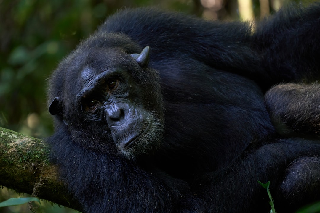 A chimpanzee resting on a tree branch in a forest