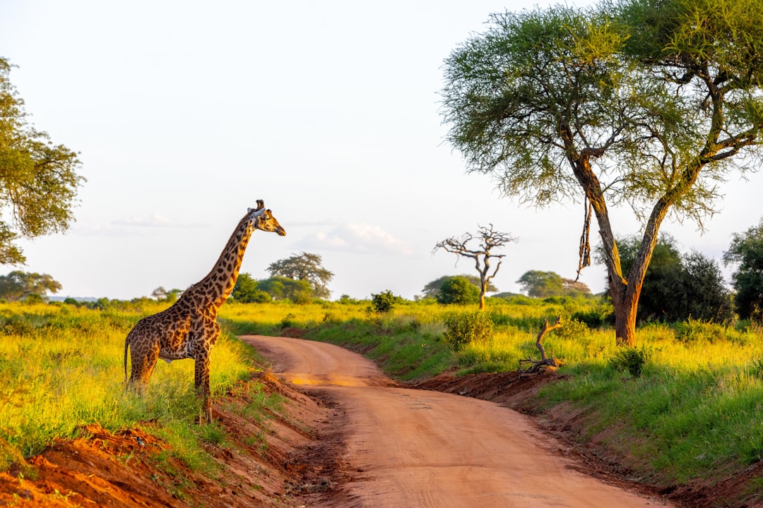 A giraffe stands next to a dirt road