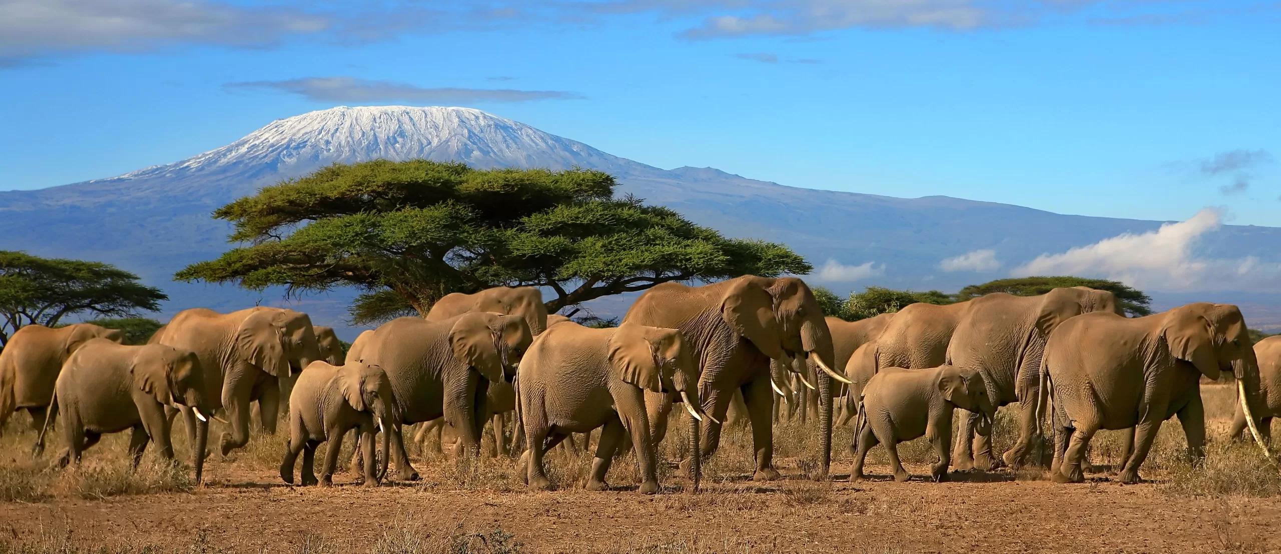 8-Day Kenya Bush & Beach Luxury Safari