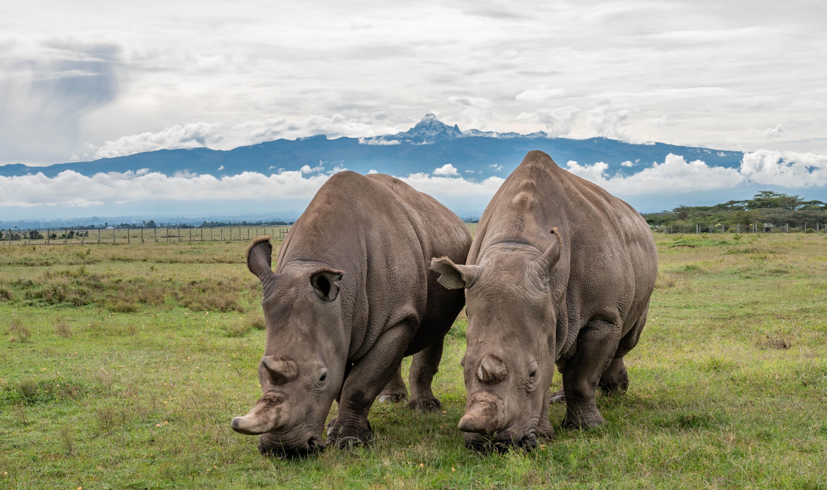 10-Day Kenya Safari: Big Five & Wild Frontiers