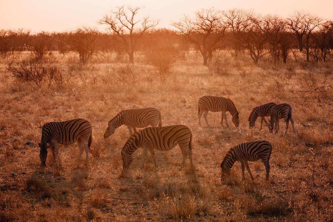 a group of zebras grazing in a field