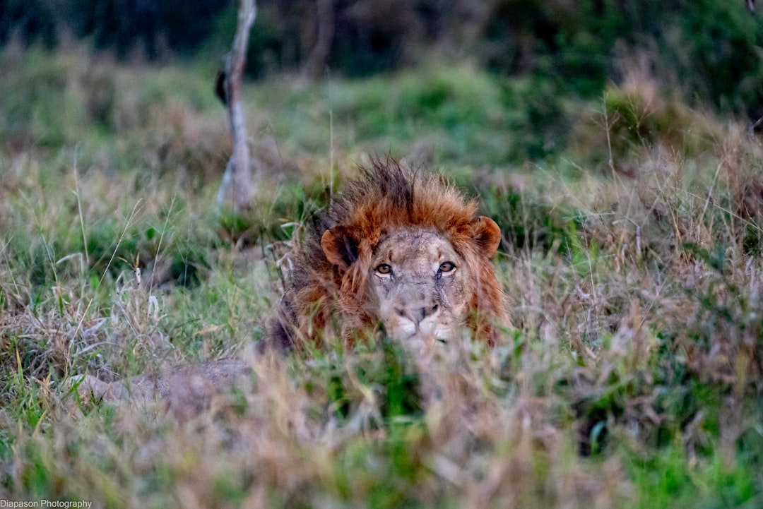 A male lion with a thick mane resting in tall green grass