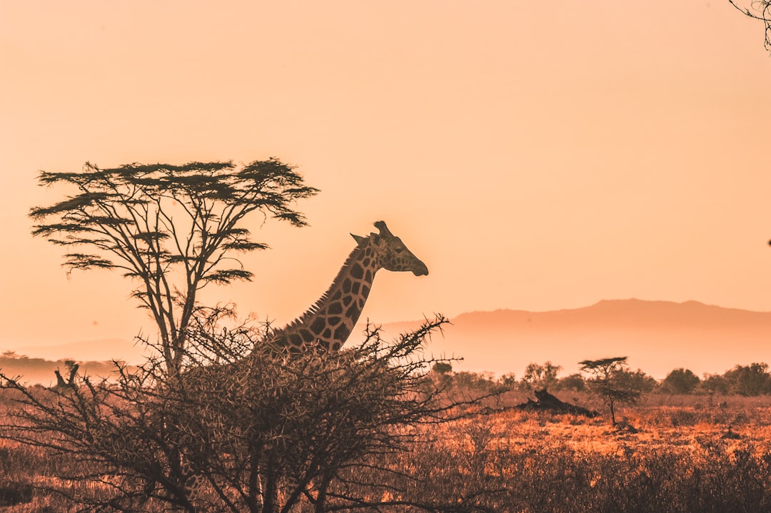 A giraffe standing behind a thorny acacia tree in a golden light landscape